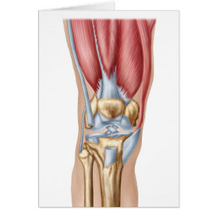 Anatomie d'articulation de genou humaine