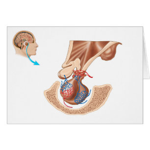 Anatomie de glande pituitaire