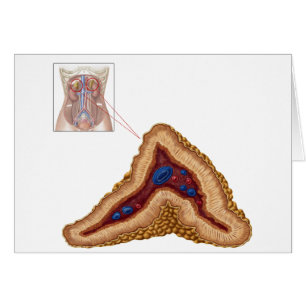 Anatomie de glande surrénale, à section