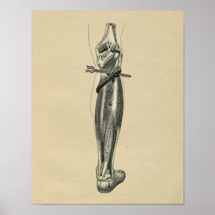 Anatomie de la jambe humaine 1902 Impression Vinta