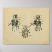 Anatomie de la main humaine 1902 Impression Vintag