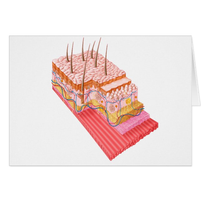 Anatomie De La Peau Humaine (Devant horizontal)