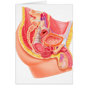 Anatomie de l'appareil reproducteur masculin