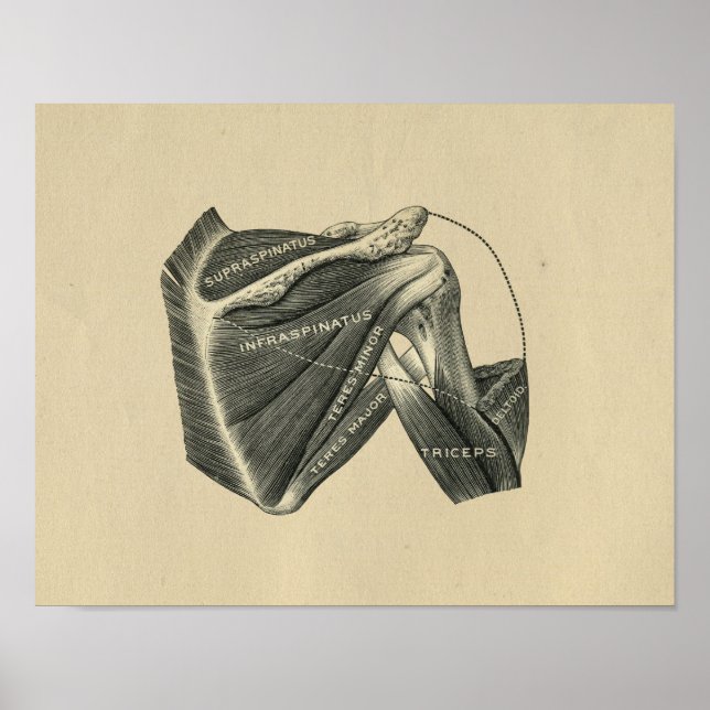 Anatomie de l'épaule humaine 1902 Impression Vinta (Devant)