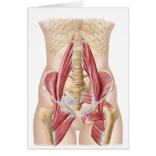 Anatomie De L'Iliopsoa, Les Muscles De Hip Dorsal