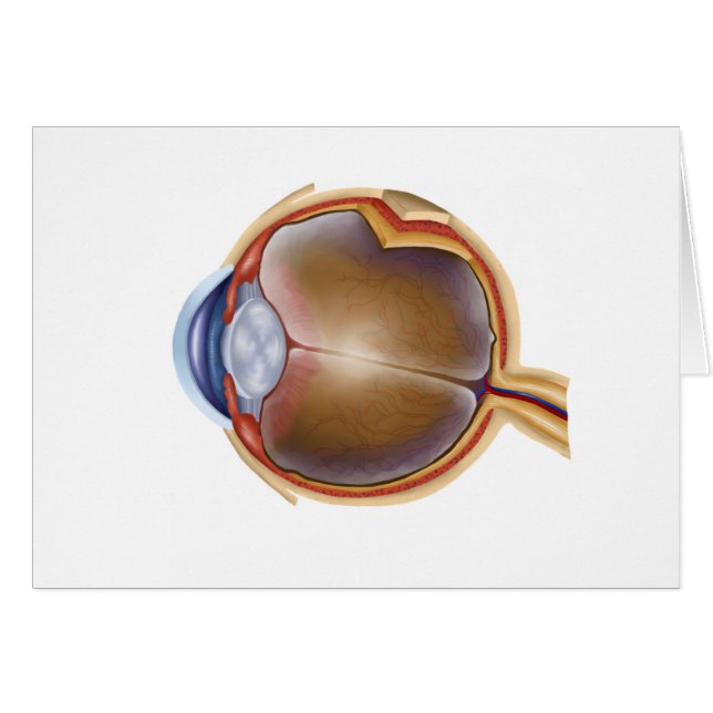 Anatomie De L'Oeil Humain (Devant horizontal)