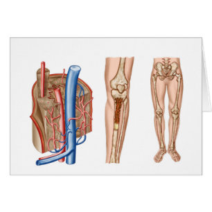 Anatomie de moelle humaine