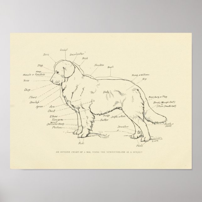 Anatomie de surface du tableau de chiens (Devant)