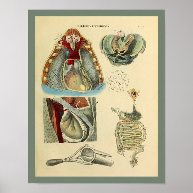 Anatomie der Anatomie der Medizin Art Print Poster (Vorne)