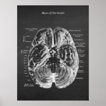 Anatomie der Base of the Brain Print No.1
