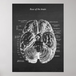 Anatomie der Base of the Brain Print No.1 Poster