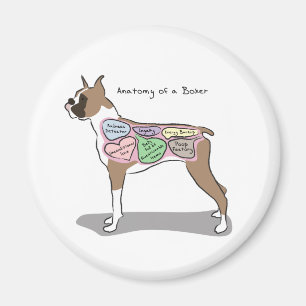 Anatomie der Boxer-Hundegeschenke Magnet