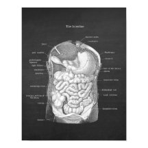 Anatomie der Darmkrankheit Gastroenterologin Decor