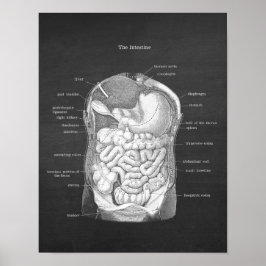Anatomie der Darmkrankheit Gastroenterologin Decor Poster