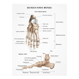 Anatomie der Fußknochen Fotodruck