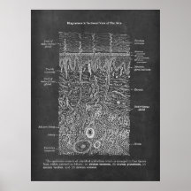 Anatomie der Geschenke des Hautdermatologen
