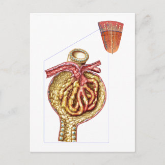 Anatomie der Glomerulonkapsel Bowman Postkarte