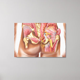 Anatomie der Gluteal Muskeln in den Hinterteilen Leinwanddruck