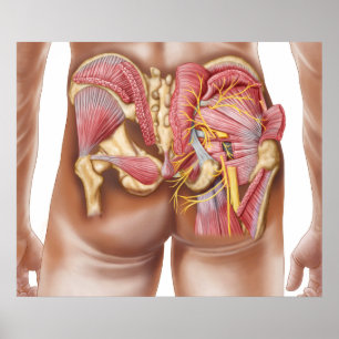 Anatomie der Gluteal Muskeln in den Hinterteilen Poster