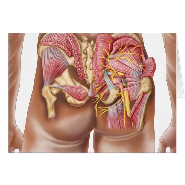 Anatomie der Glutealmuskeln in den Knöcheln (Vorderseite (Horizontal))
