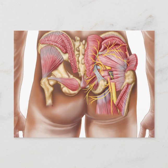 Anatomie der Glutealmuskeln in den Knöcheln Postkarte (Vorderseite)