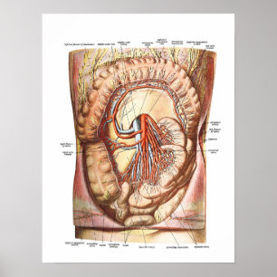Anatomie der großen Hoden Poster