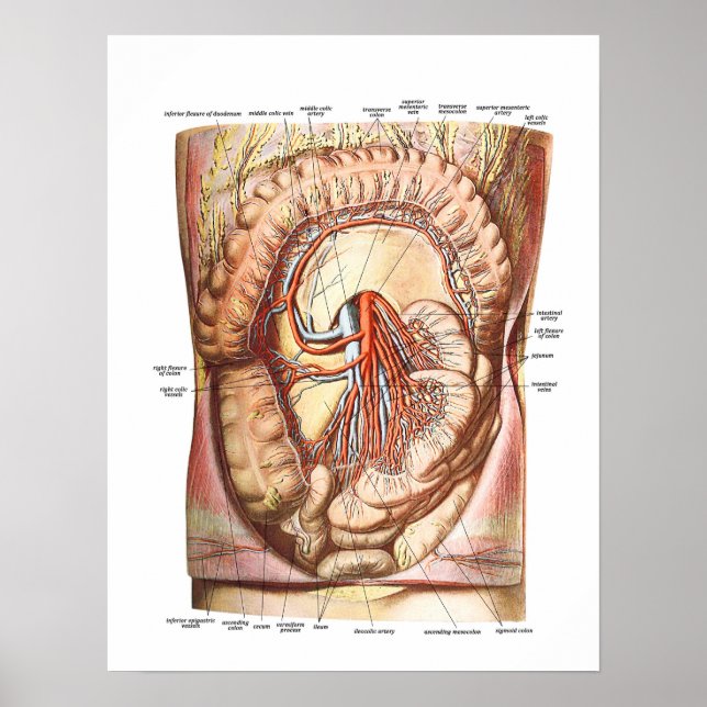 Anatomie der großen Hoden Poster (Vorne)
