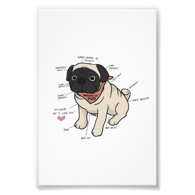 Anatomie der Hundekarte des Mops Fotodruck (Vorne)