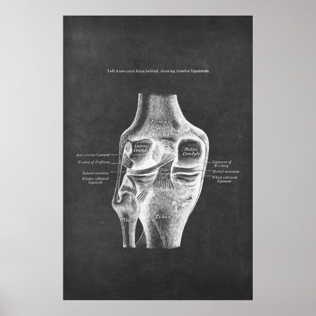 Anatomie der Knie-Posterior-Ansicht Poster (Vorne)