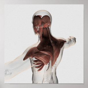 Anatomie der männlichen Muskeln in oberem Körper 1 Poster