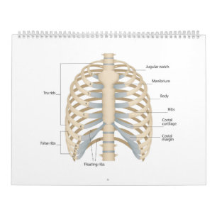 Anatomie der menschlichen Brust Kalender
