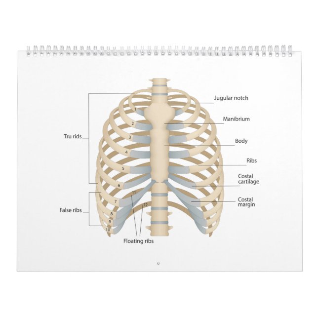 Anatomie der menschlichen Brust Kalender (Titelbild)