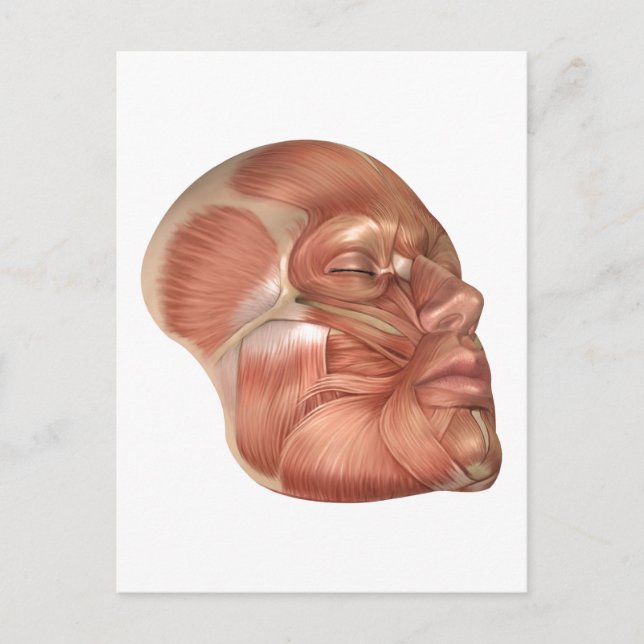 Anatomie der menschlichen Gesichtsmuskeln Postkarte (Vorderseite)