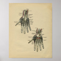 Anatomie der menschlichen Hand 1902 Vintag
