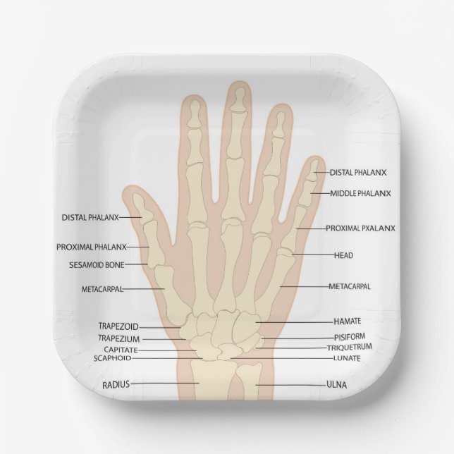 Anatomie der menschlichen Hand Pappteller (Vorderseite)