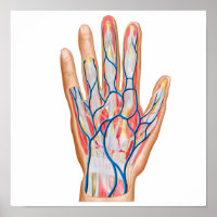 Anatomie der menschlichen Hand