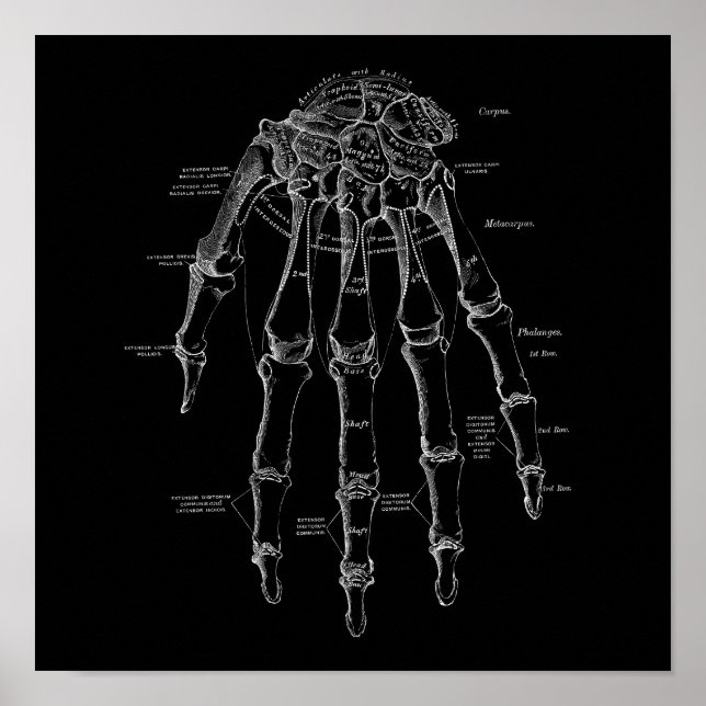 Anatomie der menschlichen Handknochen Alte medizin Poster (Vorne)