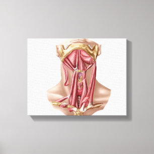 Anatomie der menschlichen Hyoid Knochen-und Leinwanddruck