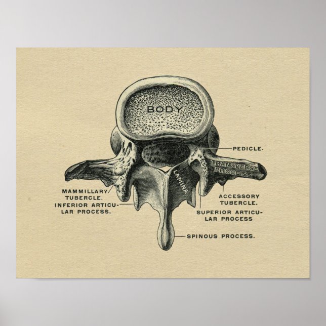 Anatomie der menschlichen Lumbar-Vertebrae 1902 Vi Poster (Vorne)