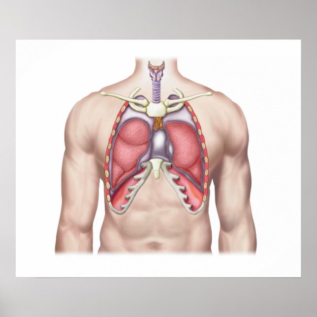 Anatomie der menschlichen Lunge in Situ Poster (Vorne)