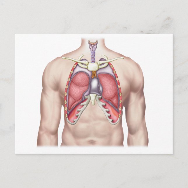 Anatomie der menschlichen Lunge in Situ Postkarte (Vorderseite)