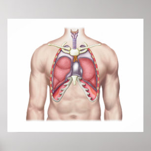Anatomie der menschlichen Lungen an Ort und Stelle Poster