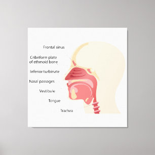 Anatomie der menschlichen Nase Leinwanddruck