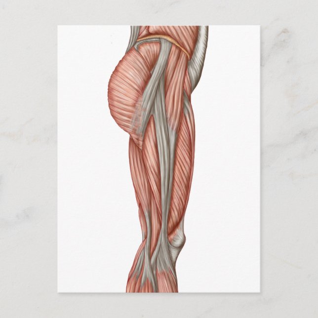 Anatomie der menschlichen Oberschenkelmuskeln, Ant Postkarte (Vorderseite)