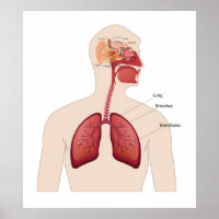 Anatomie der menschlichen Ohren