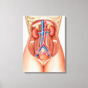 Anatomie der menschlichen Organe Leinwanddruck