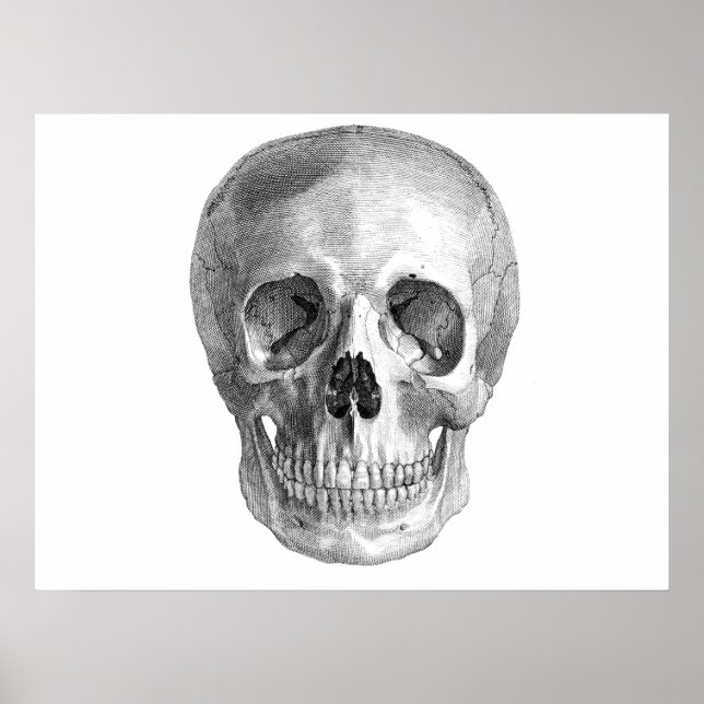 Anatomie der menschlichen Schädel zeichnend Skizze Poster (Vorne)