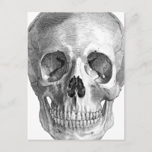 Anatomie der menschlichen Schädel zeichnend Skizze Postkarte