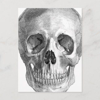Anatomie der menschlichen Schädel zeichnend Skizze Postkarte