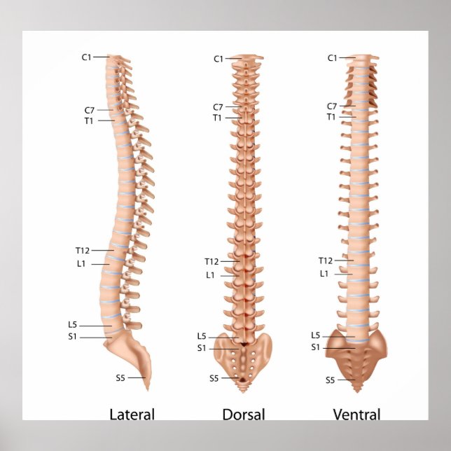 Anatomie der menschlichen Wirbelsäule, bedruckt. Poster (Vorne)
